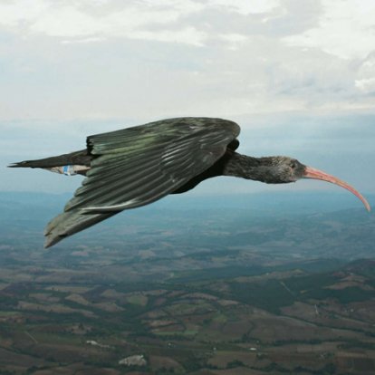 Vliegende ibis, de kale.